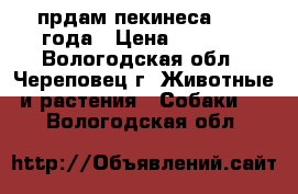 прдам пекинеса  1,5 года › Цена ­ 7 000 - Вологодская обл., Череповец г. Животные и растения » Собаки   . Вологодская обл.